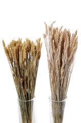 01 Suvo cveće za dekoraciju